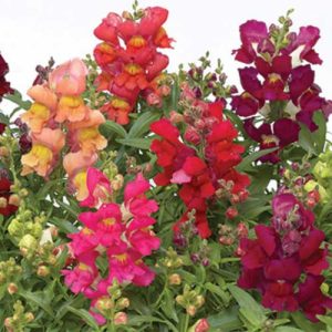 Snapdragon Snaptini Mix