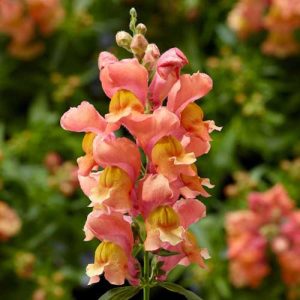 Snapdragon Snaptini Peach