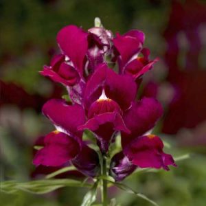 Snapdragon Snaptini Violet