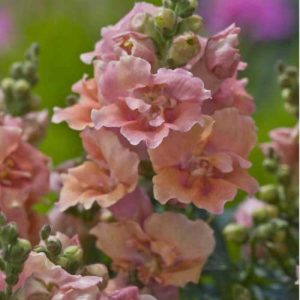 Snapdragon Twinny Peach