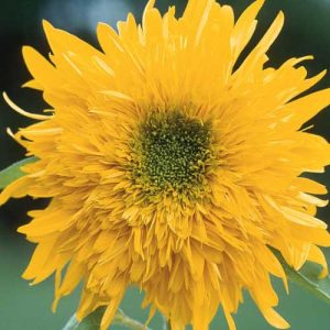 Sunflower Double Quick Orange