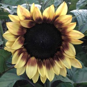 Sunflower Pro Cut Red Lemon Bicolor