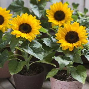 Sunflower Smiley