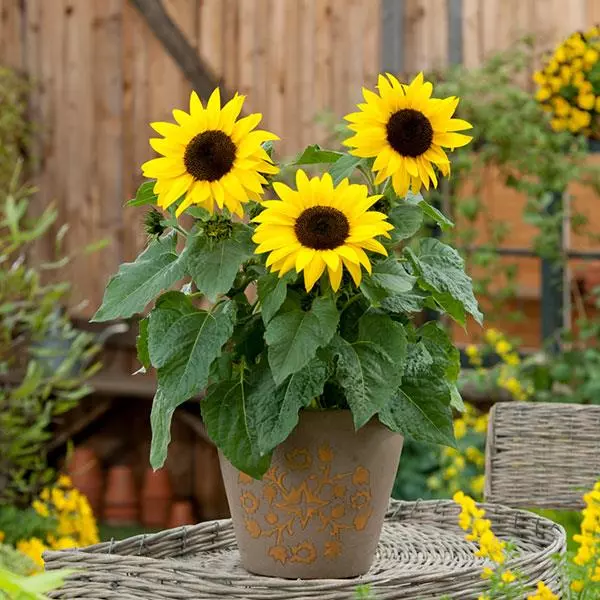 Sunflower Planting & Growing Instructions