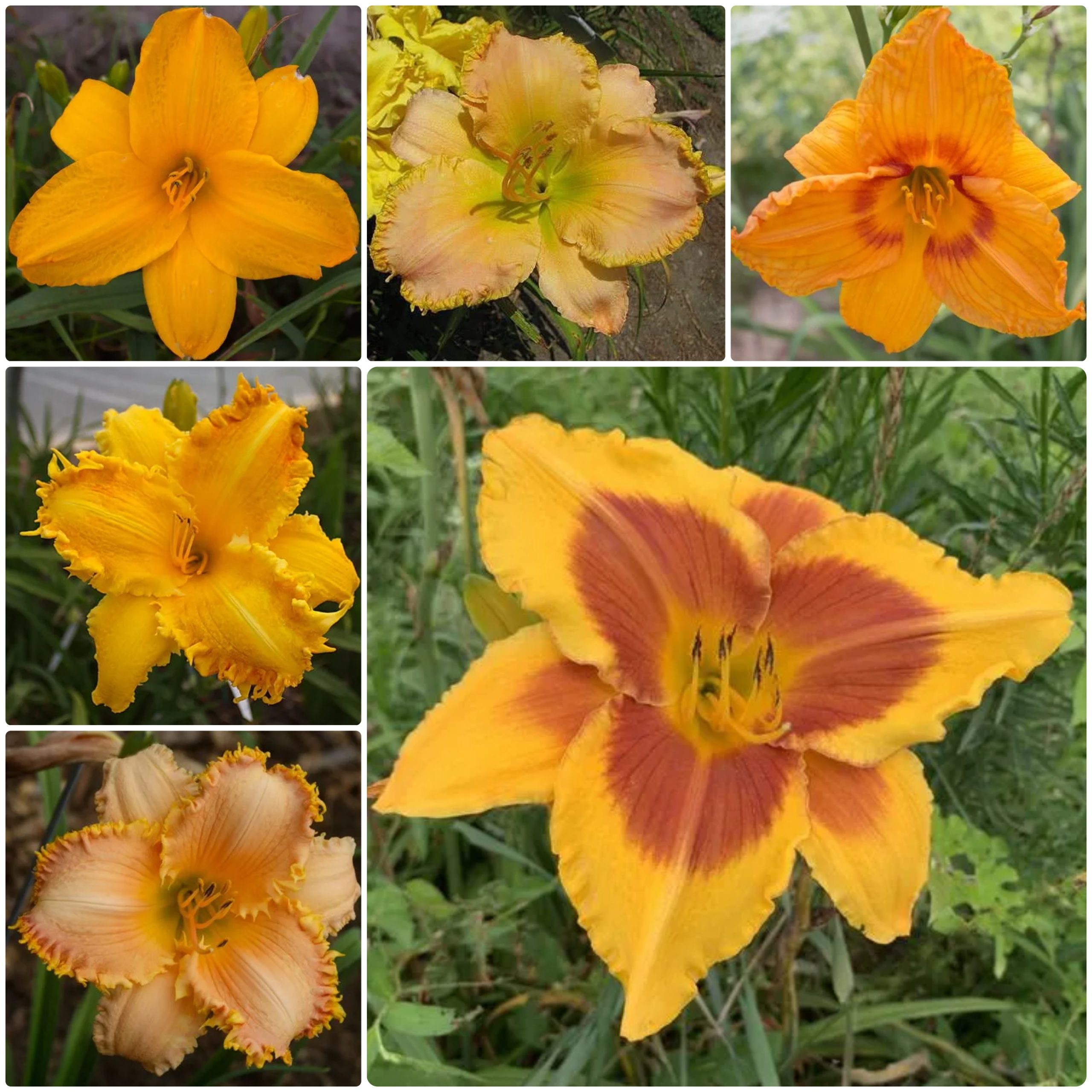 Tangerine Twilight Daylily Collection