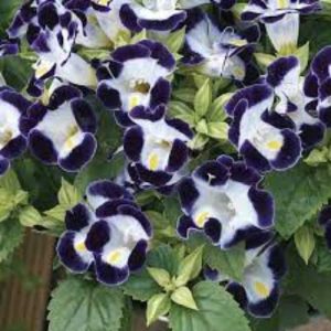 Torenia Duchess Blue White