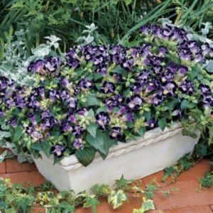 Torenia Duchess Deep Blue