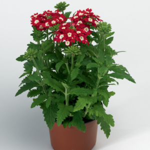 Verbena Obsession Red Eye