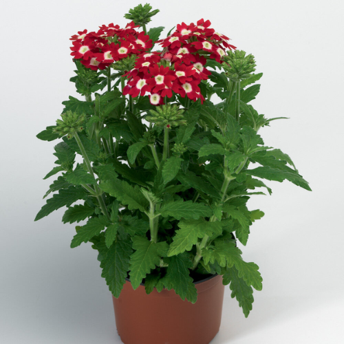 Verbena Planting & Growing Instructions