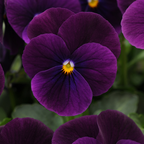 Viola Sorbet XP Purple