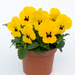 Viola Sorbet XP Yellow Blotch