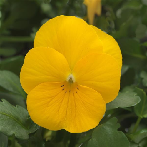 Viola Sorbet XP Yellow