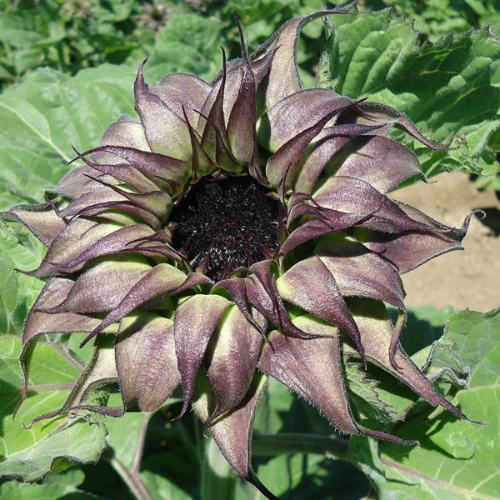 Sunflower SunFill Purple