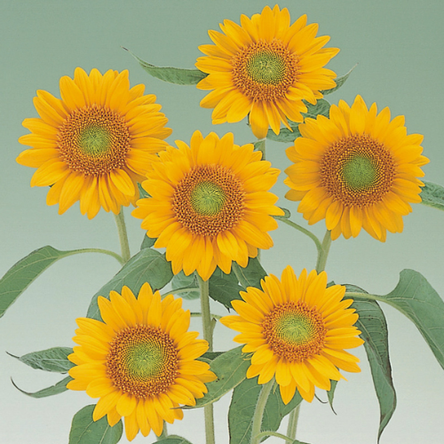 Sunflower Sunrich Gold