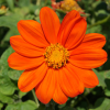 Tithonia Goldfinger