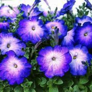 Petunia Merlin Blue Morn