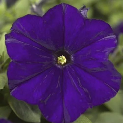 Petunia Picobella Blue