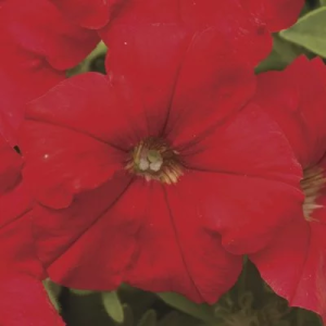 Petunia Picobella Red