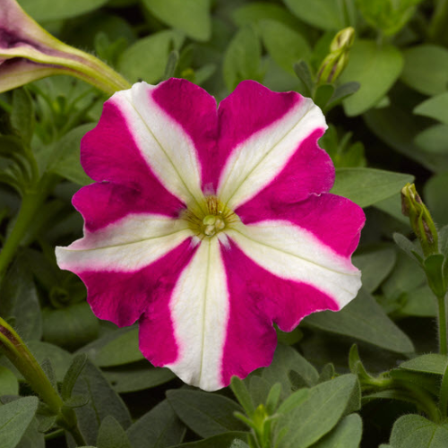 Petunia Picobella Rose Star
