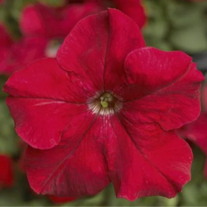 Petunia TriTunia Red