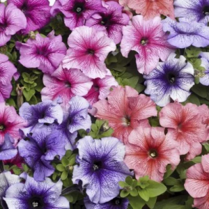 Petunia TriTunia Mix Vein