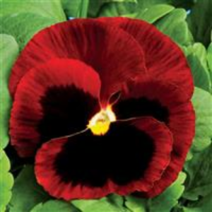 Pansy Colossus Red Blotch