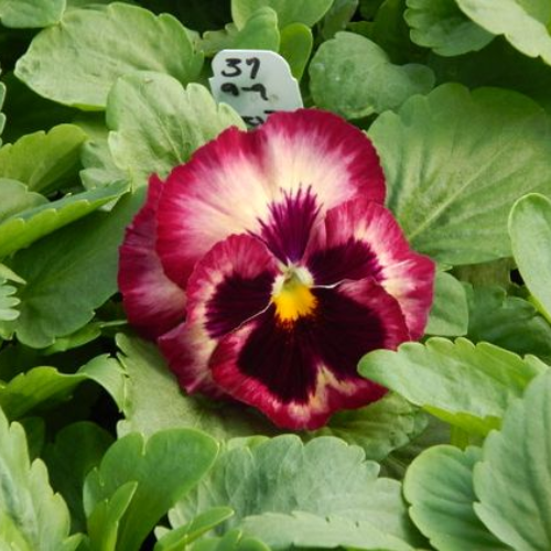 Pansy Colossus Rose Medley
