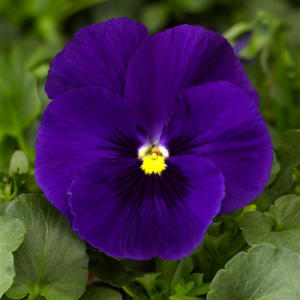 Pansy Delta Premium Deep Blue