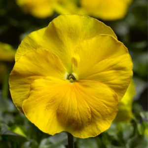 Pansy Delta Premium Pure Yellow