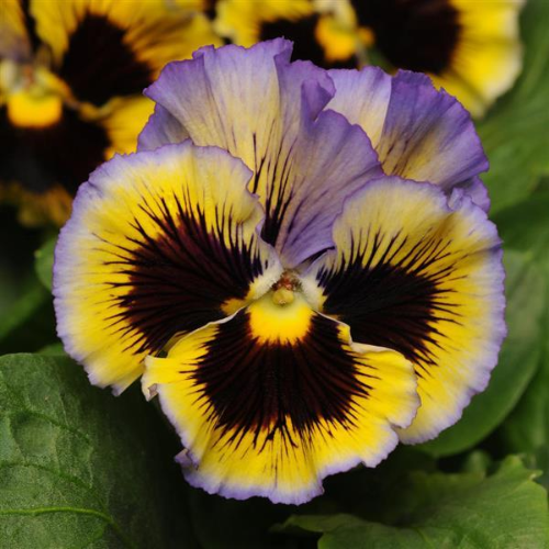 Pansy Frizzle Sizzle Yellow Blue Swirl