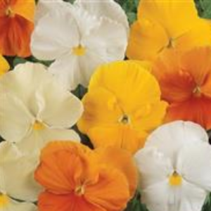 Pansy Matrix Citrus Mix