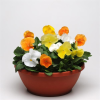 Pansy Matrix Citrus Mix