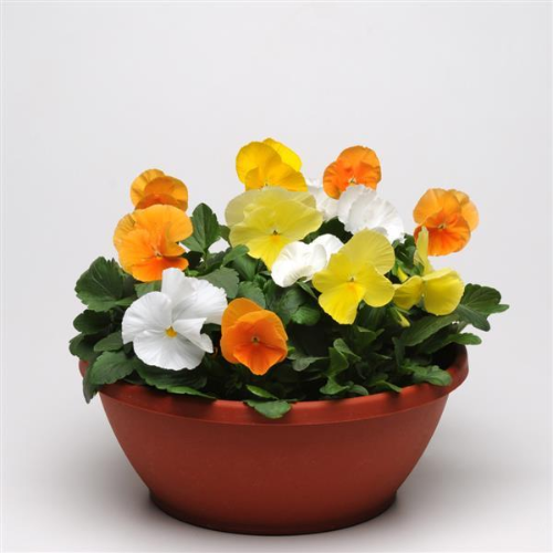 Pansy Planting & Growing Instructions