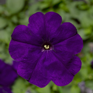 Petunia Damask Blue