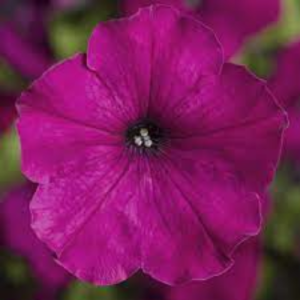 Petunia Damask Purple