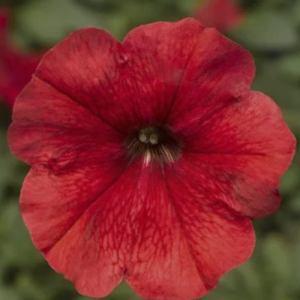 Petunia Damask Red