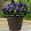 Petunia Double Cascade Blue