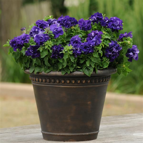 Petunia Planting & Growing Instructions