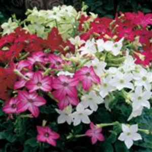 Nicotiana Saratoga Mix