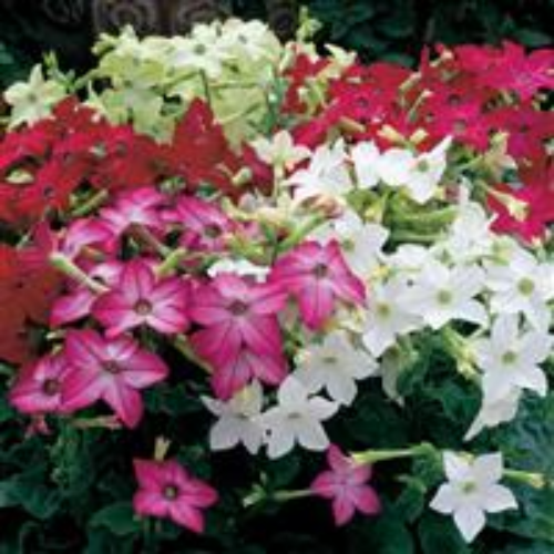 Nicotiana Planting & Growing Instructions