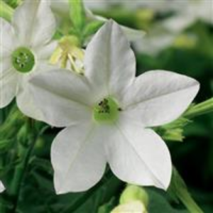 Nicotiana Saratoga White