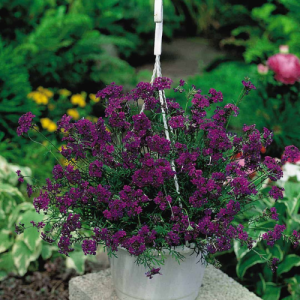 Verbena Imagination