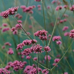 Verbena Buenos Aires