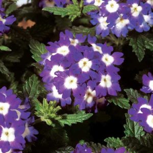 Verbena Obsession Blue Eye