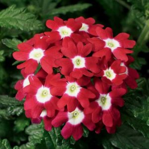 Verbena Obsession Red Eye