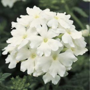 Verbena Obsession White