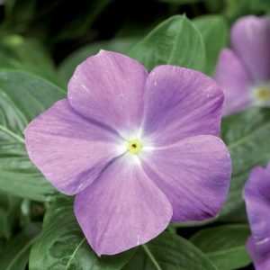 Vinca Sunstorm Light Blue