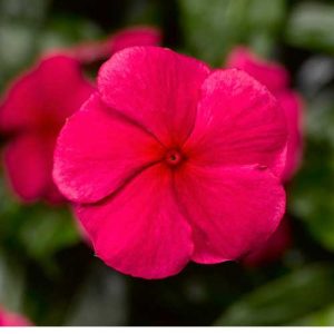 Vinca Sunstorm Red