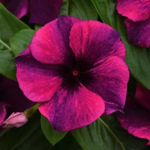 Vinca Tattoo Black Cherry