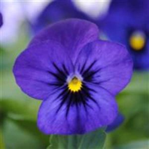 Viola Sorbet XP Blue Blotch